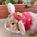 Elizabeth's Strawberry Costume Pet Sweater