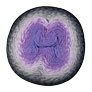 Scheepjes Whirl - 786 Dark Grape Squish